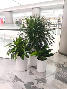 宁波海曙花卉租赁服务好